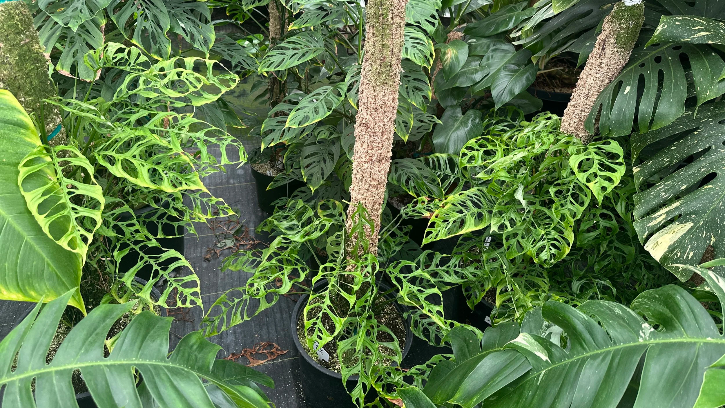 Tropical foliage plants in a nursery greenhouse